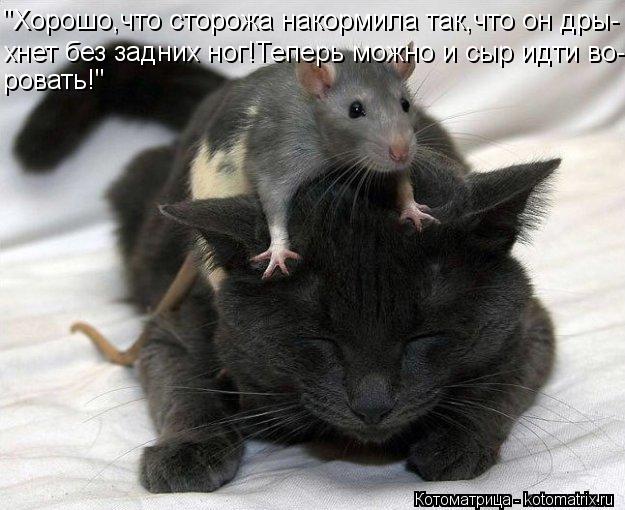 Котоматрица: "Хорошо,что сторожа накормила так,что он дры- хнет без задних ног!Теперь можно и сыр идти во- ровать!"