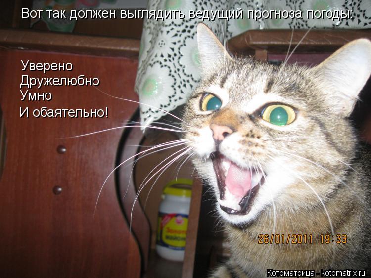 Котоматрица: Вот так должен выглядить ведущий прогноза погоды: Уверено Дружелюбно Умно И обаятельно!