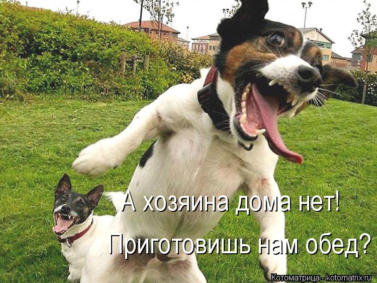 Котоматрица: А хозяина дома нет! Приготовишь нам обед?