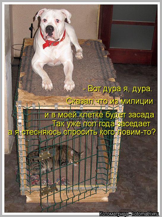 Котоматрица: и в моей клетке будет засада Так уже пол года заседает а я стесняюсь спросить кого ловим-то?  - Вот дура я, дура. Сказал,что из милиции