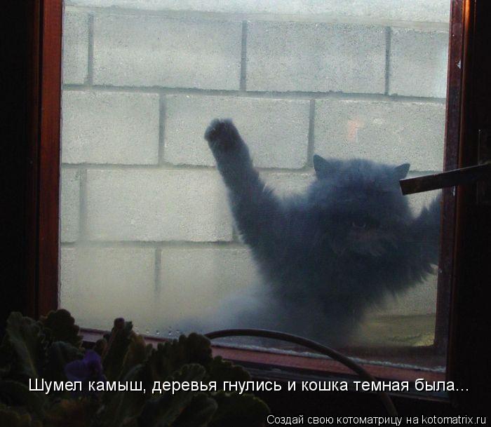 Шумел камыш, деревья гнулись и кошка темная была...... Котоматрица: Шумел камыш, деревья гнулись и кошка темная была...