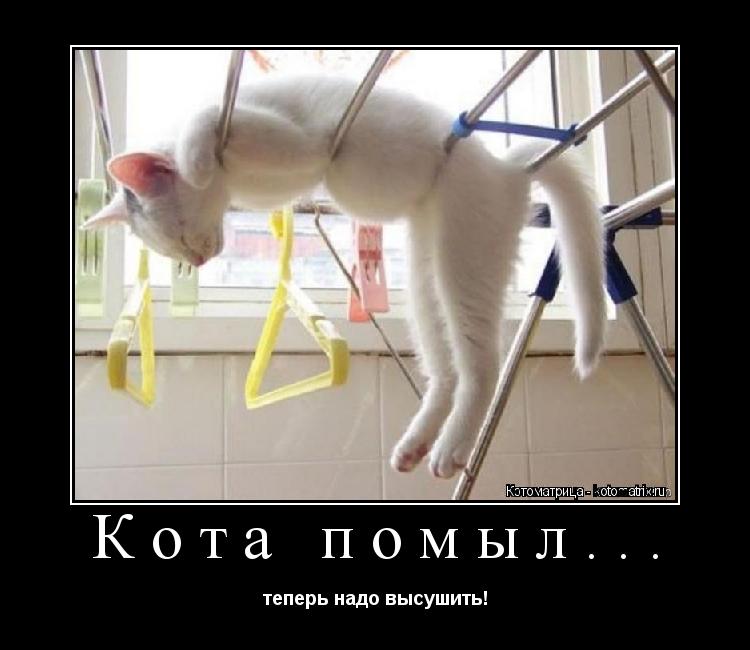 Кота помыл... теперь надо высушить!... Котоматрица: Кота помыл... теперь надо высушить!