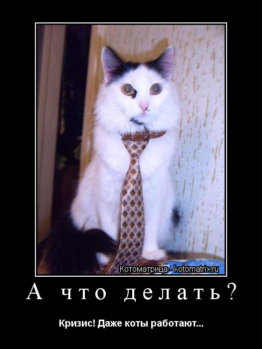 А что делать? Кризис! Даже коты работают...... Котоматрица: А что делать? Кризис! Даже коты работают...