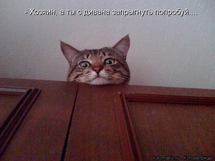 - Хозяин, а ты с дивана запрыгнуть попробуй....... Котоматрица: - Хозяин, а ты с дивана запрыгнуть попробуй....