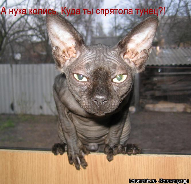 А нука колись. Куда ты спрятола тунец?!... Котоматрица: А нука колись. Куда ты спрятола тунец?!
