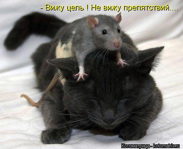 - Вижу цель ! Не вижу препятствий....... Котоматрица: - Вижу цель ! Не вижу препятствий....