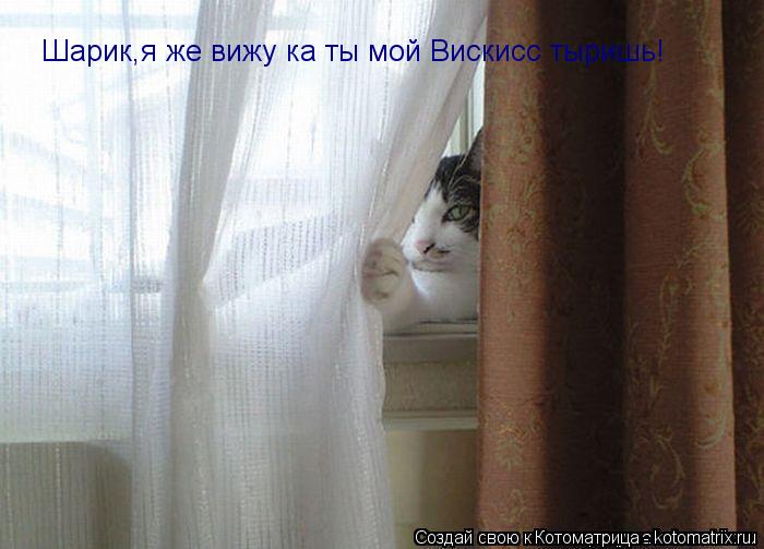 Шарик,я же вижу ка ты мой Вискисс тыришь!... Котоматрица: Шарик,я же вижу ка ты мой Вискисс тыришь!