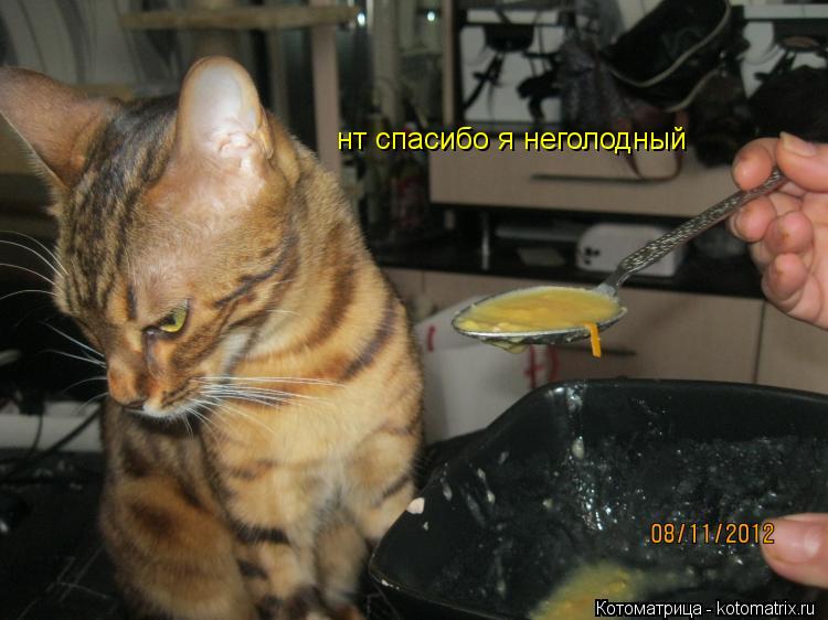 нт спасибо я неголодный... Котоматрица: нт спасибо я неголодный