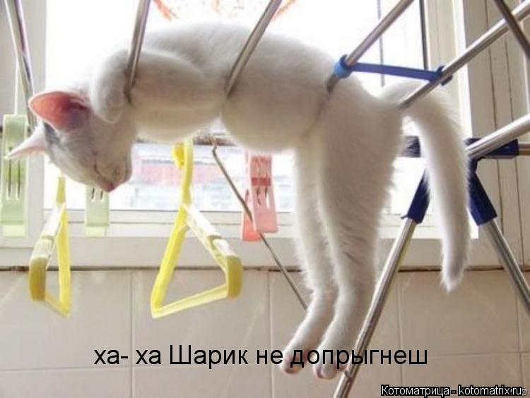 Котоматрица: ха- ха Шарик не допрыгнеш