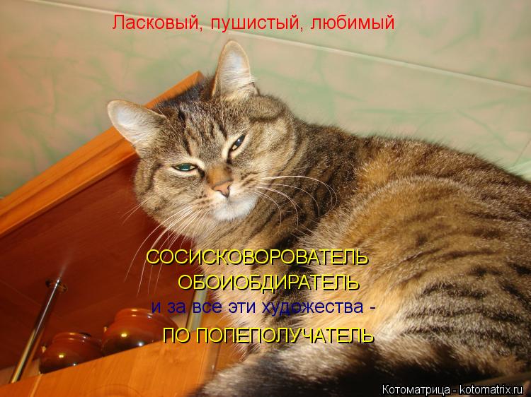 Ласковый, пушистый, любимый СОСИСКОВОРОВАТЕЛЬ ОБОИОБДИРАТЕЛЬ и за все эти художества - ПО ПОПЕПОЛУЧАТ... Котоматрица: Ласковый, пушистый, любимый СОСИСКОВОРОВАТЕЛЬ ОБОИОБДИРАТЕЛЬ и за все эти художества - ПО ПОПЕПОЛУЧАТЕЛЬ