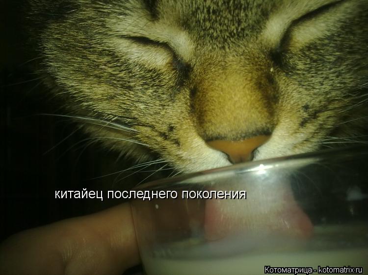 китайец последнего поколения... Котоматрица: китайец последнего поколения