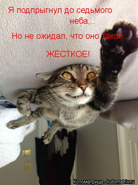 Я подпрыгнул до седьмого неба,.. Но не ожидал, что оно такое ЖЁСТКОЕ!... Котоматрица: Я подпрыгнул до седьмого неба,.. Но не ожидал, что оно такое ЖЁСТКОЕ!