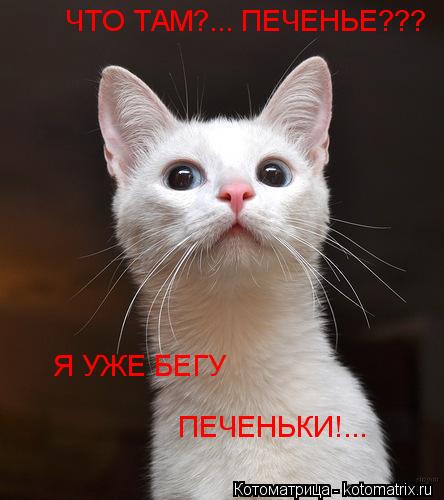 ЧТО ТАМ?... ПЕЧЕНЬЕ??? Я УЖЕ БЕГУ ПЕЧЕНЬКИ!...... Котоматрица: ЧТО ТАМ?... ПЕЧЕНЬЕ??? Я УЖЕ БЕГУ ПЕЧЕНЬКИ!...