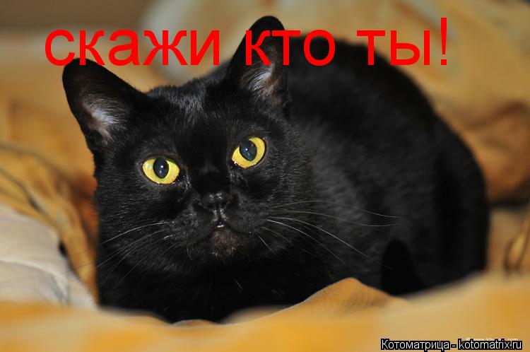 скажи кто ты!... Котоматрица: скажи кто ты!