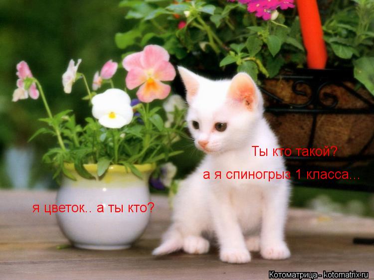 Котоматрица: я цветок.. а ты кто? а я спиногрыз 1 класса... Ты кто такой?