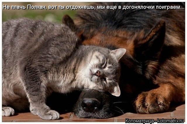 Не плачь Полкан, вот ты отдохнешь, мы еще в догонялочки поиграем...... Котоматрица: Не плачь Полкан, вот ты отдохнешь, мы еще в догонялочки поиграем...