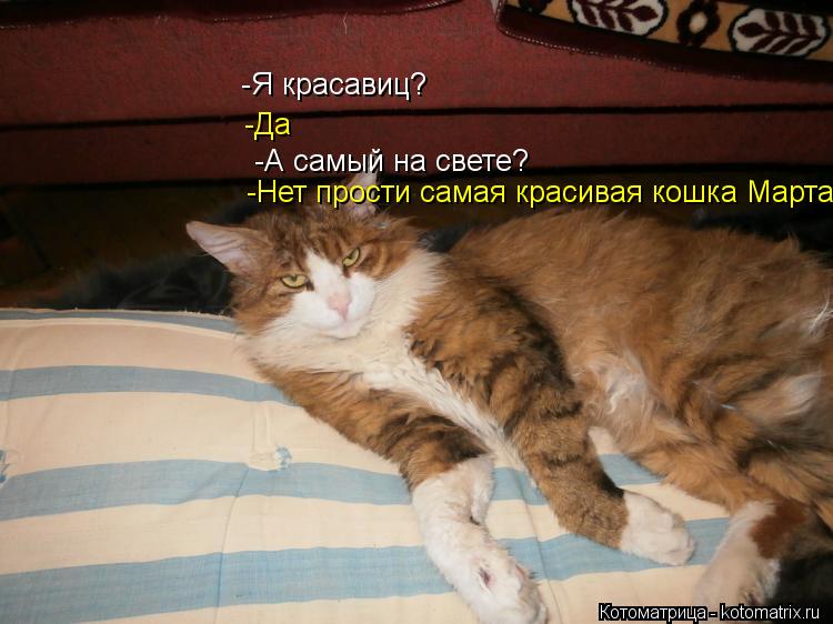 -Я красавиц? -Да -А самый на свете? -Нет прости самая красивая кошка Марта... Котоматрица: -Я красавиц? -Да -А самый на свете? -Нет прости самая красивая кошка Марта