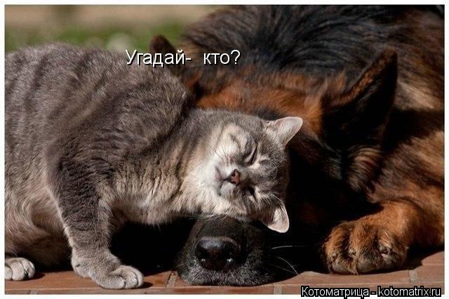 Угадай- кто?... Котоматрица: Угадай- кто?