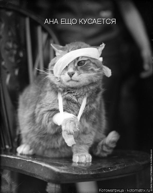 АНА ЕЩО КУСАЕТСЯ... Котоматрица: АНА ЕЩО КУСАЕТСЯ