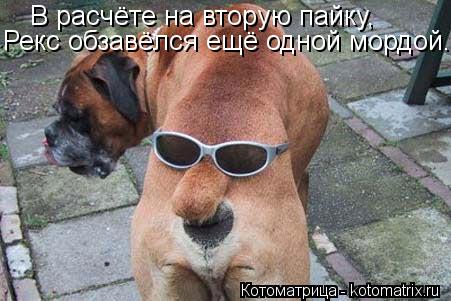 В расчёте на вторую пайку, Рекс обзавёлся ещё одной мордой.... Котоматрица: В расчёте на вторую пайку, Рекс обзавёлся ещё одной мордой.