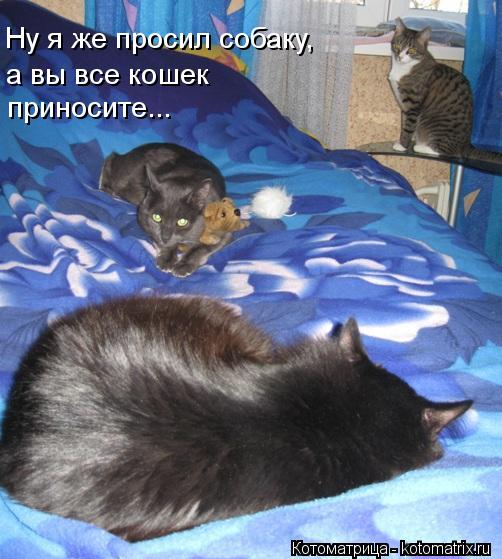 Ну я же просил собаку, а вы все кошек приносите...... Котоматрица: Ну я же просил собаку, а вы все кошек приносите...