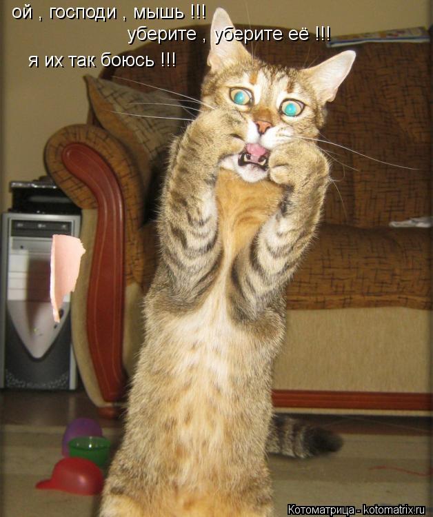 ой , господи , мышь !!! уберите , уберите её !!! я их так боюсь !!!... Котоматрица: ой , господи , мышь !!! уберите , уберите её !!! я их так боюсь !!!