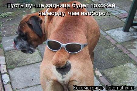 Пусть лучше задница будет похожей на морду, чем наоборот.... Котоматрица: Пусть лучше задница будет похожей на морду, чем наоборот.