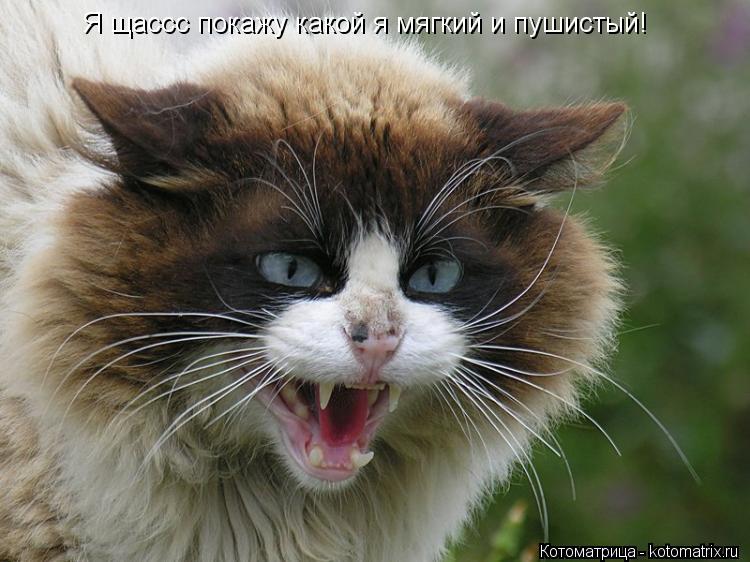 Я щассс покажу какой я мягкий и пушистый!... Котоматрица: Я щассс покажу какой я мягкий и пушистый!