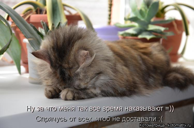 Котоматрица: Ну за что меня так все время наказывают =)) Ну за что меня так все время наказывают =)) Спрячусь от всех, чтоб не доставали ;(