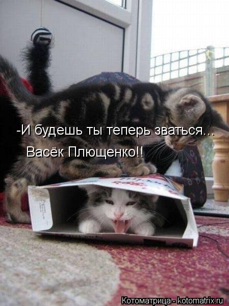 -И будешь ты теперь зваться... Васёк Плющенко!!... Котоматрица: -И будешь ты теперь зваться... Васёк Плющенко!!