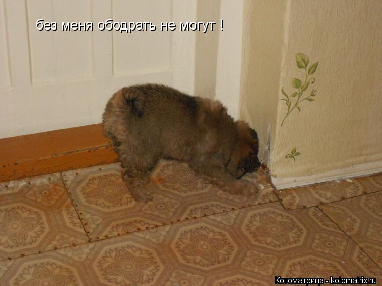 Котоматрица: без меня ободрать не могут !