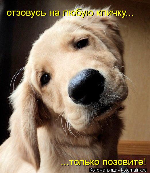 отзовусь на любую кличку... ...только позовите!... Котоматрица: отзовусь на любую кличку... ...только позовите!