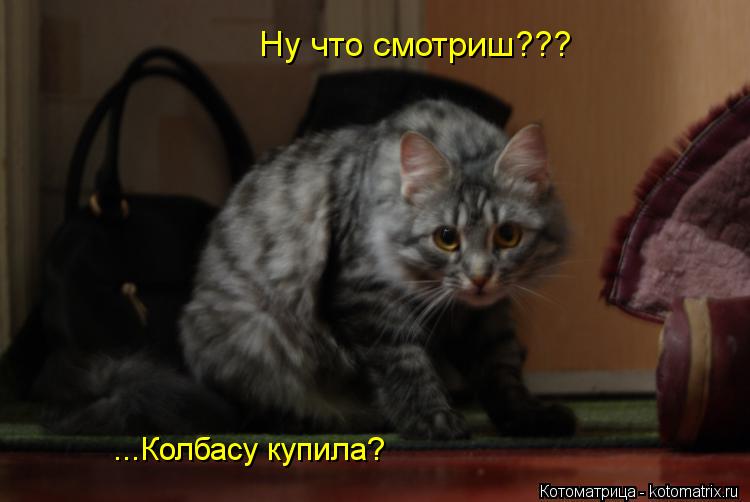 Ну что смотриш??? ...Колбасу купила?... Котоматрица: Ну что смотриш??? ...Колбасу купила?