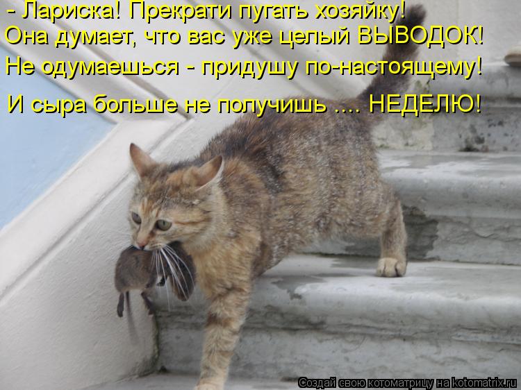 Котоматрица: - Лариска! Прекрати пугать хозяйку! Она думает, что вас уже целый ВЫВОДОК! Не одумаешься - придушу по-настоящему! И сыра больше не получишь .... 