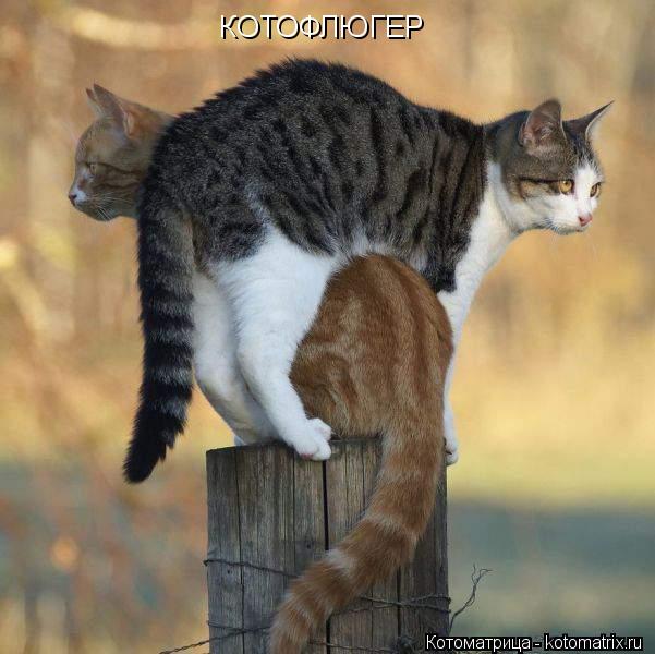 КОТОФЛЮГЕР... Котоматрица: КОТОФЛЮГЕР