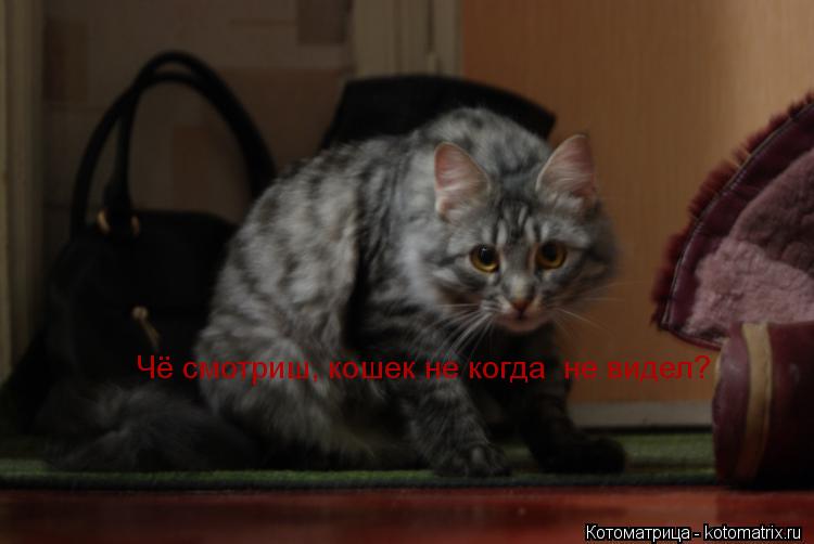 Чё смотриш, кошек не когда не видел?... Котоматрица: Чё смотриш, кошек не когда не видел?