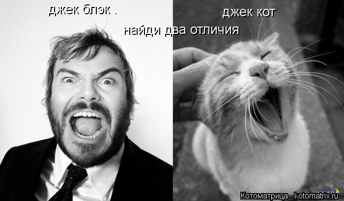 джек блэк . джек кот найди два отличия... Котоматрица: джек блэк . джек кот найди два отличия