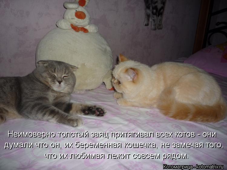 Неимоверно толстый заяц притягивал всех котов - они думали что он, их беременная кошечка, не замечая... Котоматрица: Неимоверно толстый заяц притягивал всех котов - они думали что он, их беременная кошечка, не замечая того, что их любимая лежит совсем рядом