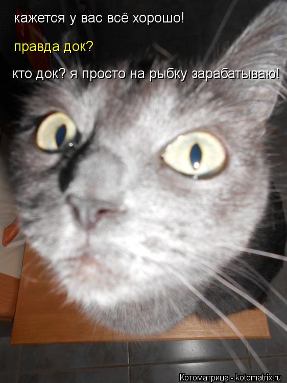кажется у вас всё хорошо! правда док? кто док? я просто на рыбку зарабатываю!... Котоматрица: кажется у вас всё хорошо! правда док? кто док? я просто на рыбку зарабатываю!