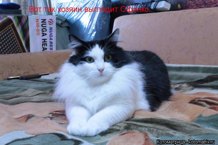 Вот так хозяин выглядит Сфинкс.... Котоматрица: Вот так хозяин выглядит Сфинкс.