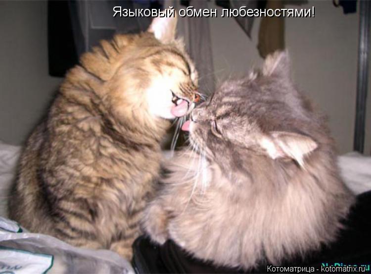 Языковый обмен любезностями!... Котоматрица: Языковый обмен любезностями!