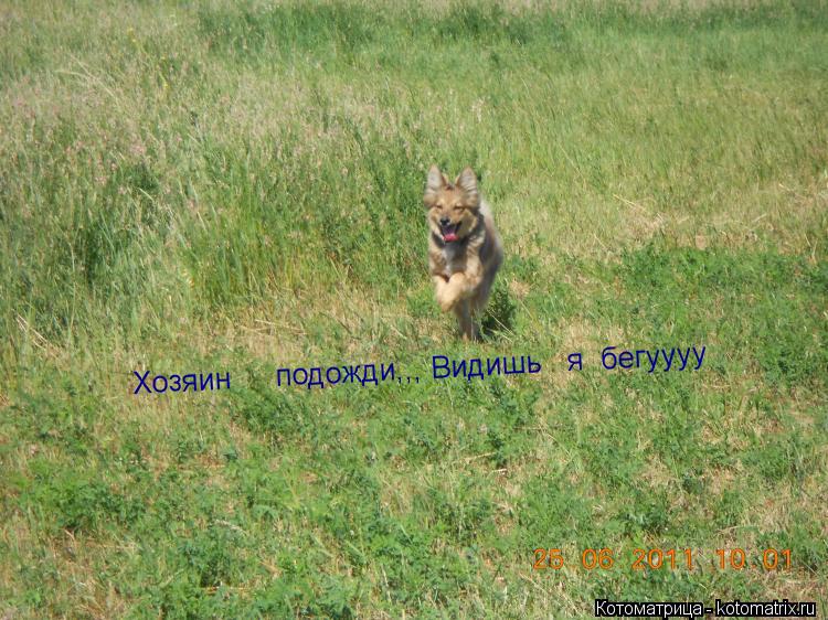 Котоматрица: Хозяин     подожди,,, Видишь   я  бегуууу