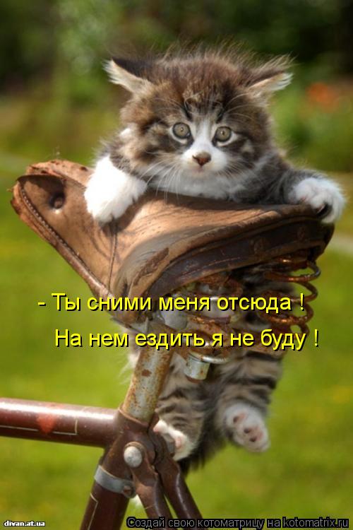 - Ты сними меня отсюда ! На нем ездить я не буду !... Котоматрица: - Ты сними меня отсюда ! На нем ездить я не буду !