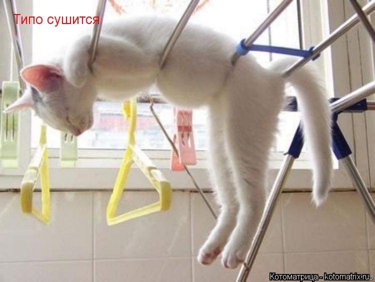 Котоматрица: Типо сушится Типо сушится