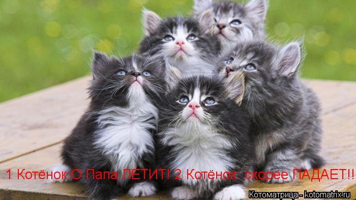 1 Котёнок:Ты видишь папу?2 Котёнок :Не-а... 1 Котёнок:О Папа ЛЕТИТ! 2 Котёнок: Не скорее ПАДАЕТ!!! 1 ... Котоматрица: 1 Котёнок:Ты видишь папу?2 Котёнок :Не-а... 1 Котёнок:О Папа ЛЕТИТ! 2 Котёнок: Не скорее ПАДАЕТ!!! 1 Котёнок:О Папа ЛЕТИТ! 2 Котёнок: скорее ПАДАЕТ!!! 1