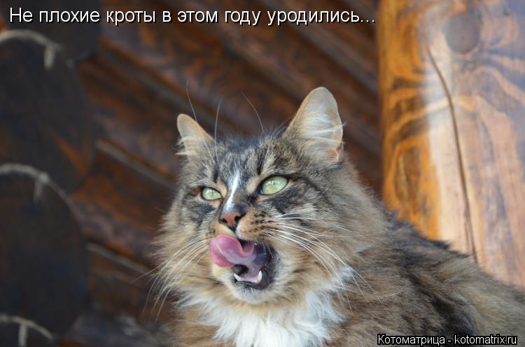 Не плохие кроты в этом году уродились...... Котоматрица: Не плохие кроты в этом году уродились...