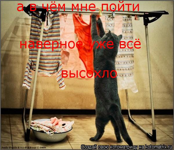 Котоматрица: а в чём мне пойти наверное уже всё  высохло