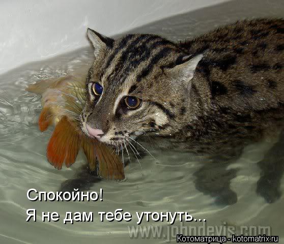 Я не дам тебе утонуть... Спокойно!... Котоматрица: Я не дам тебе утонуть... Спокойно!
