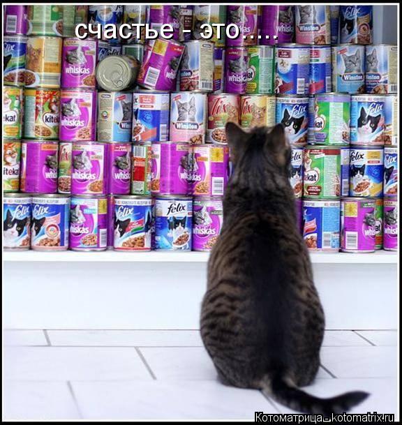 счастье - это........ Котоматрица: счастье - это.....