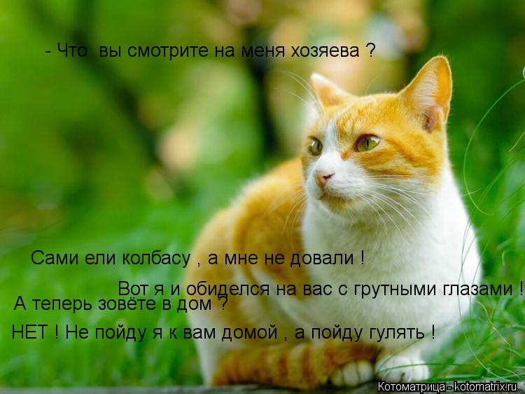 - Что вы смотрите на меня хозяева ? Сами ели колбасу , а мне не довали ! Вот я и обиделся на вас с ... Котоматрица: - Что вы смотрите на меня хозяева ? Сами ели колбасу , а мне не довали ! Вот я и обиделся на вас с грутными глазами ! А теперь зовёте в дом ? НЕТ